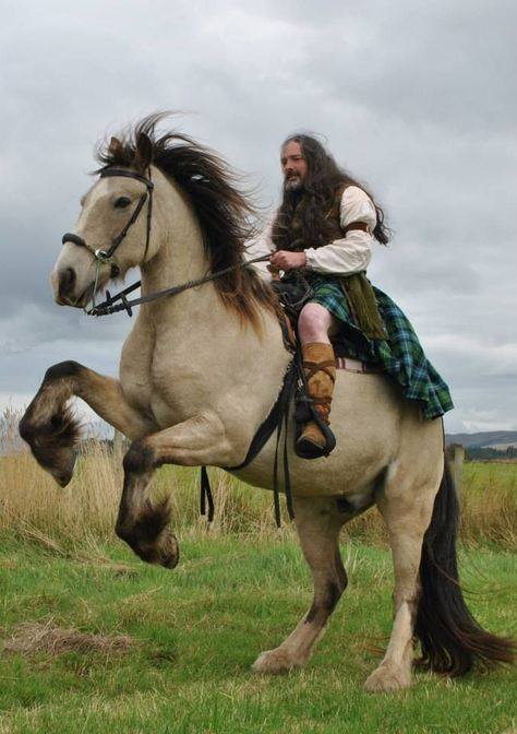 Clydesdale Horses